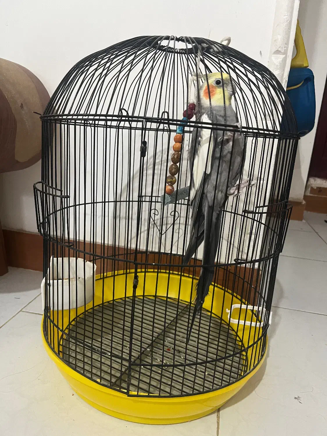 عروس هلندی سخن گو|پرنده|صومعه‌سرا, |دیوار