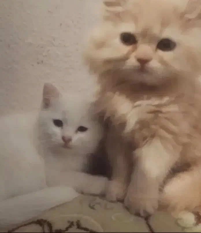 یک بچه گربه با مزه|گربه|تهران, حشمتیه|دیوار