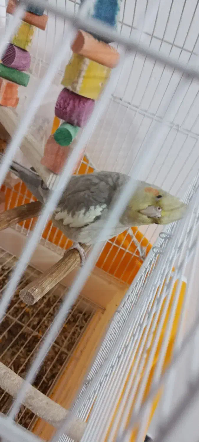 عروس هلندی|پرنده|پرند, فاز ۶|دیوار