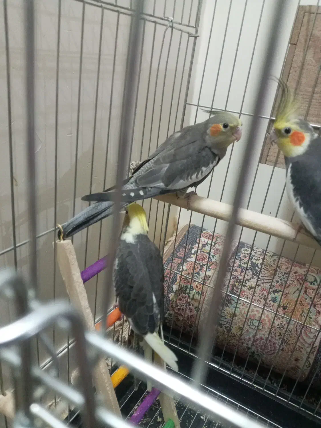 جوجه عروس هلندی|پرنده|بومهن, |دیوار