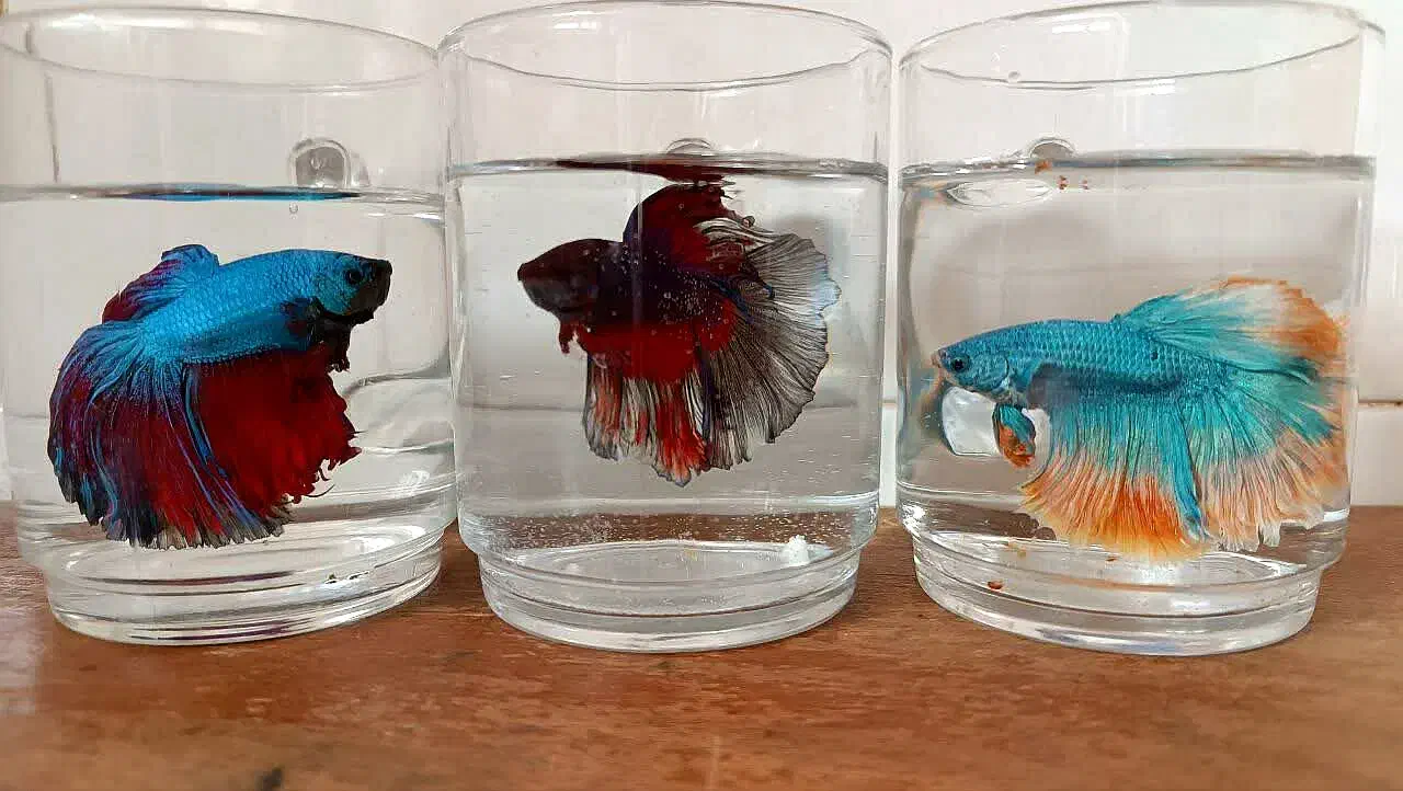 فایتر هالفمون|ماهی|قزوین, |دیوار