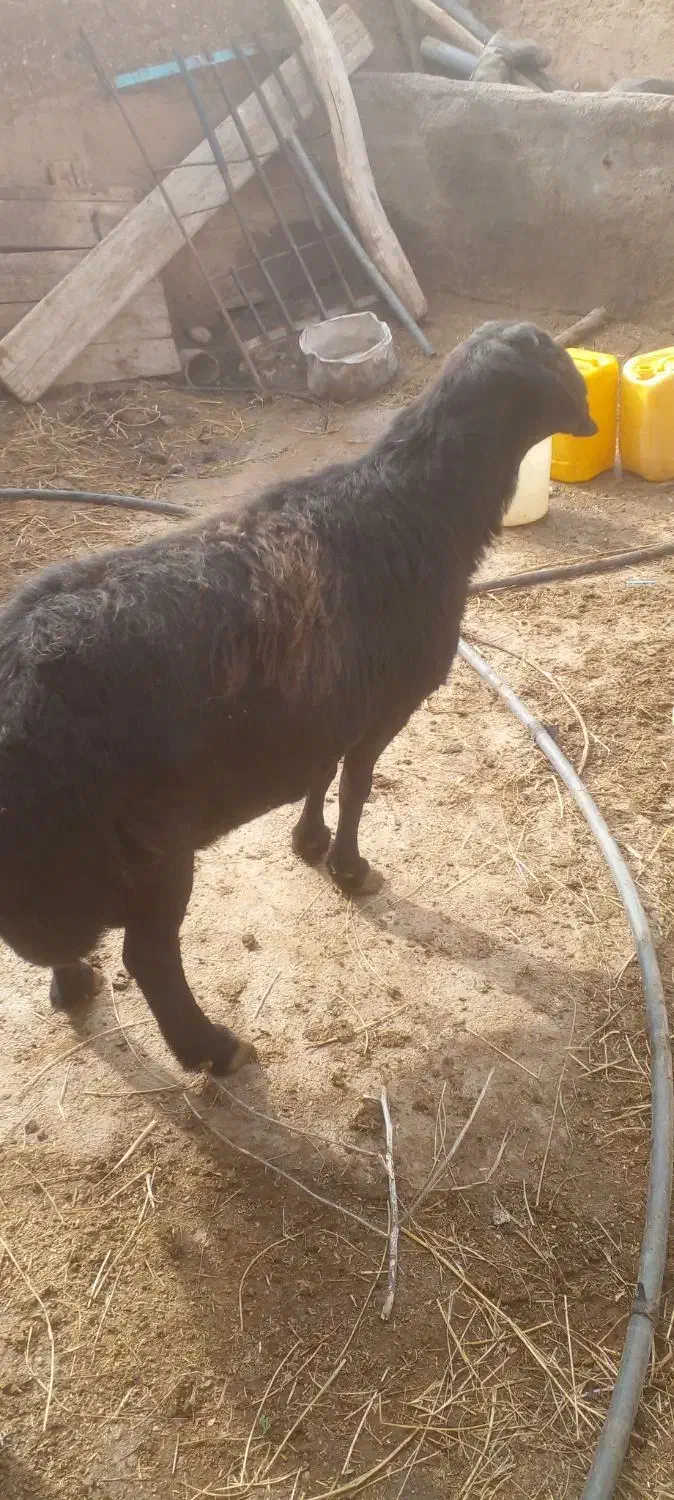 قوچ‌قر‌قزل‌۶‌دندان‌مناسب‌نسل‌کشی‌وکشتار|حیوانات مزرعه|حلب, |دیوار