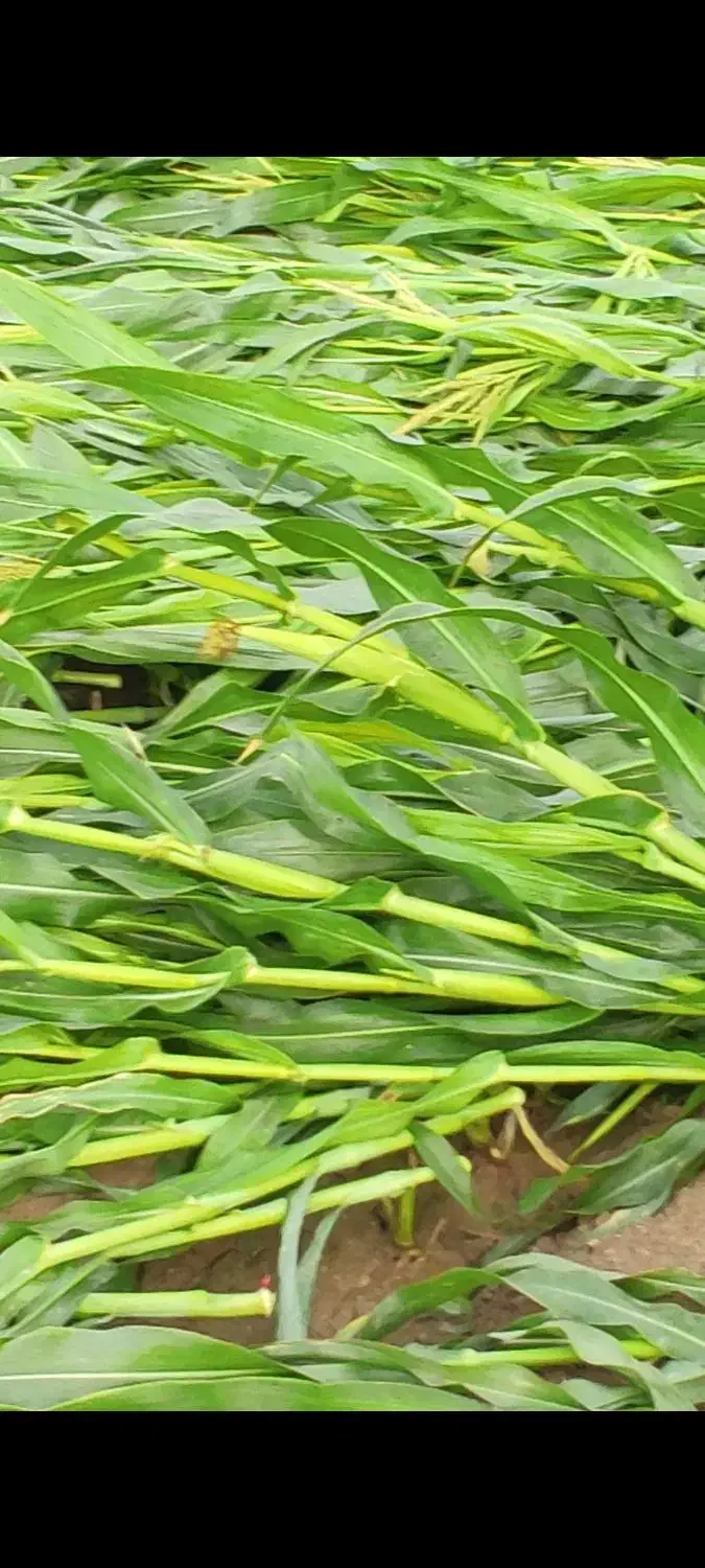 ذرت چاپر خابیده مخصوص گاوداری های سنتی|حیوانات مزرعه|دزفول, |دیوار