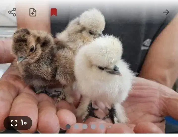 جوجه مرغ و خروس|حیوانات مزرعه|تهران, نیروی هوایی (پیروزی)|دیوار