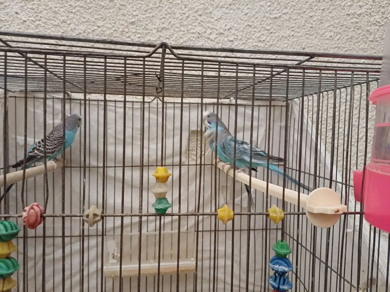 ۳ عدد مرغ عشق|پرنده|شاهین‌شهر, فردوسی|دیوار