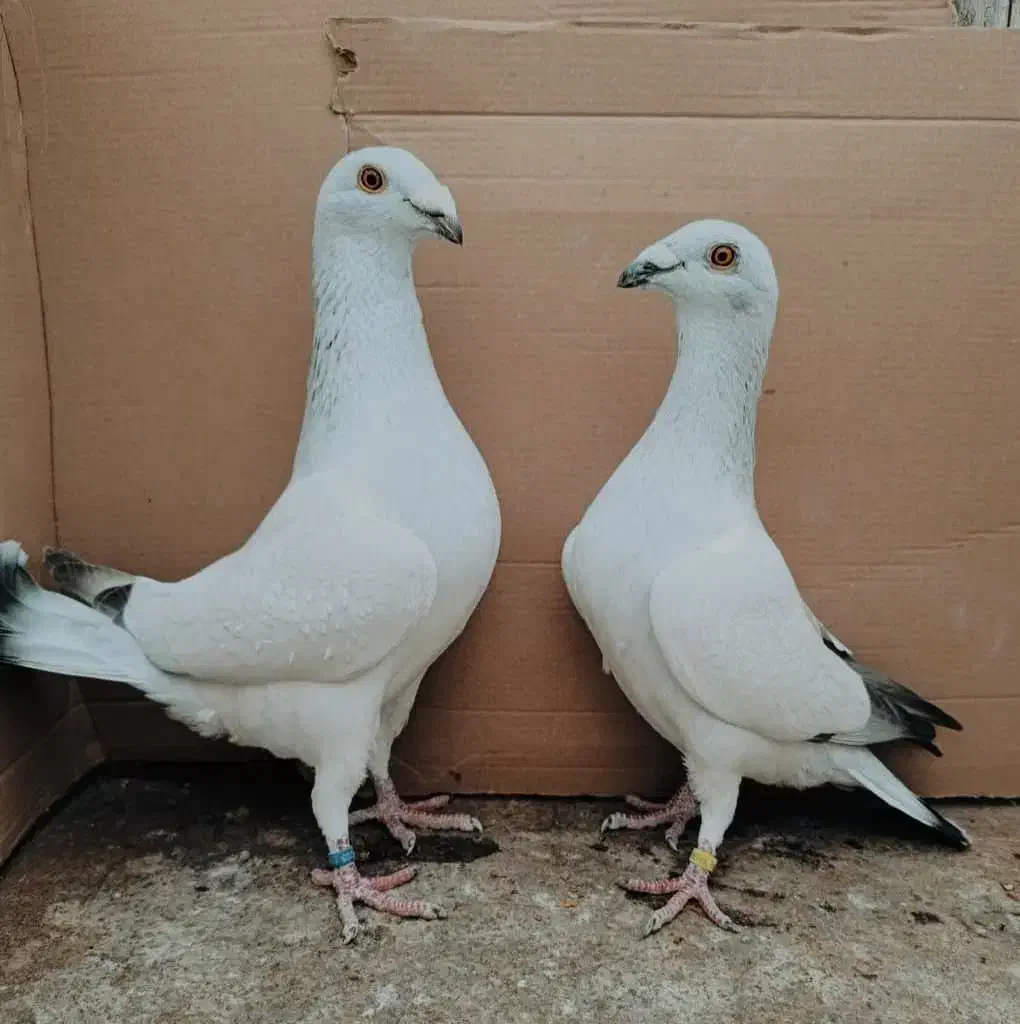 کبوتر شوریستر و موریس|پرنده|کازرون, |دیوار