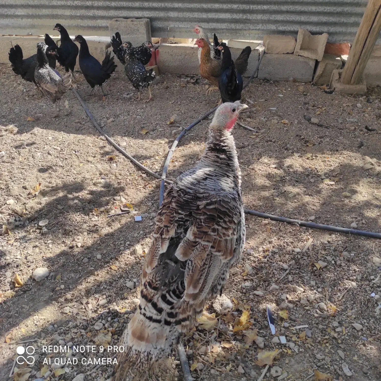 بوقلمون ماده|پرنده|زرین دشت (فارس), |دیوار