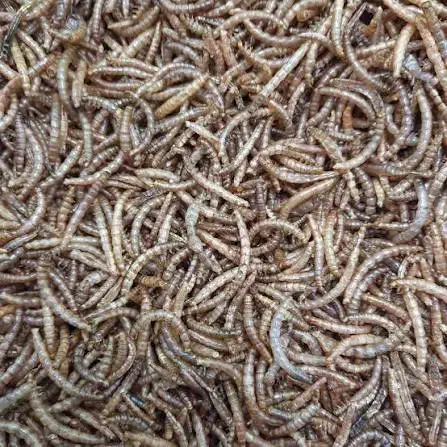 میلورم خشک و زنده|خزنده|تهران, تهرانسر شرقی|دیوار