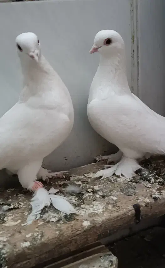 کفتر لوتی چشم قرمز|پرنده|بستان آباد, |دیوار