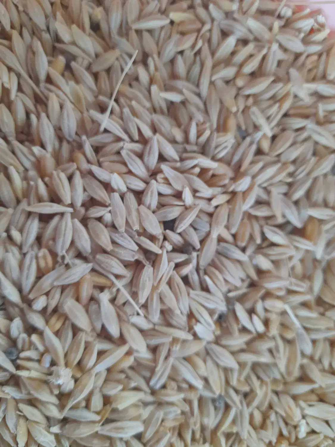 جومحلی|خدمات باغبانی و درختکاری|مشگین شهر, |دیوار