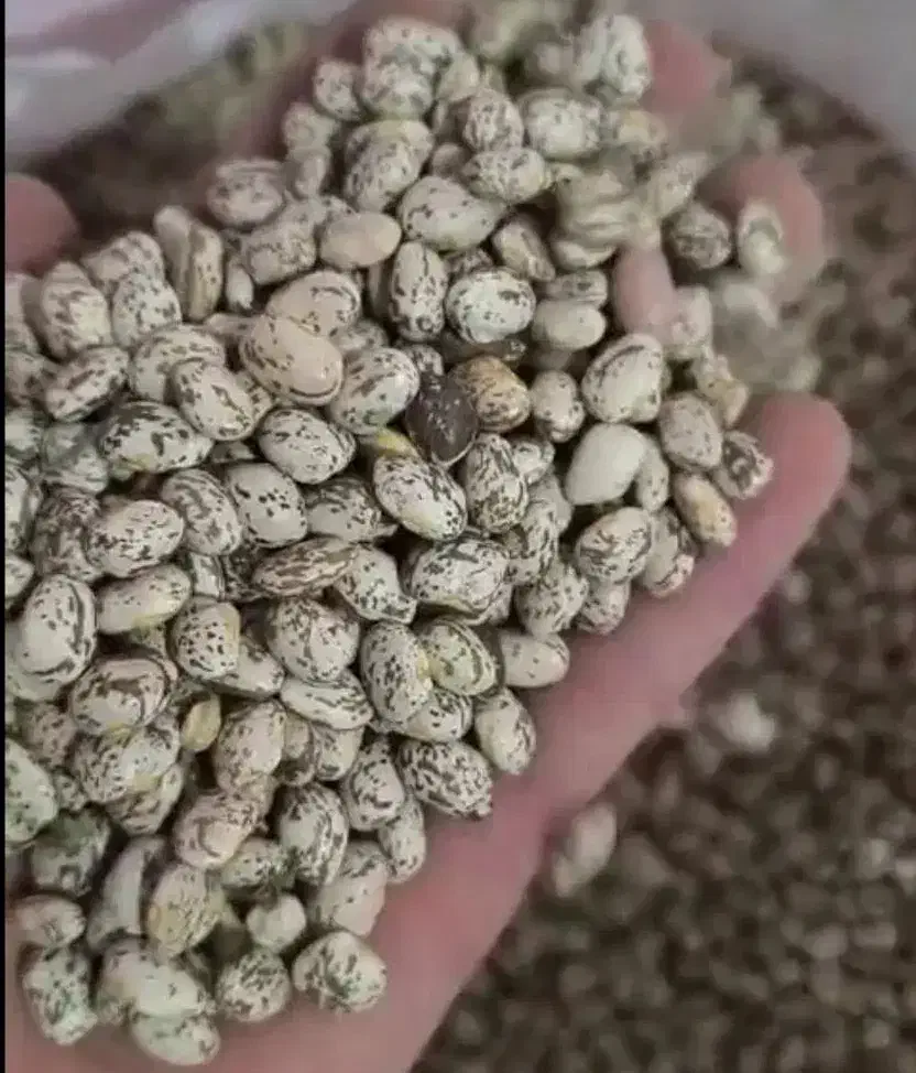 لوبیا چیتی،لوبیاقرمز|خوردنی و آشامیدنی|دره شهر, |دیوار