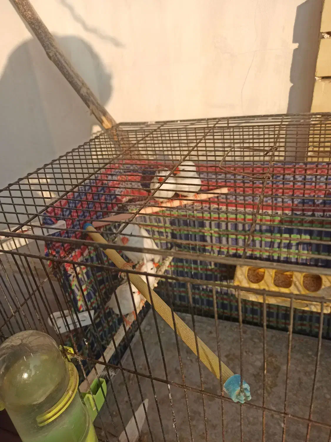 فنج سالم|پرنده|تبریز, |دیوار