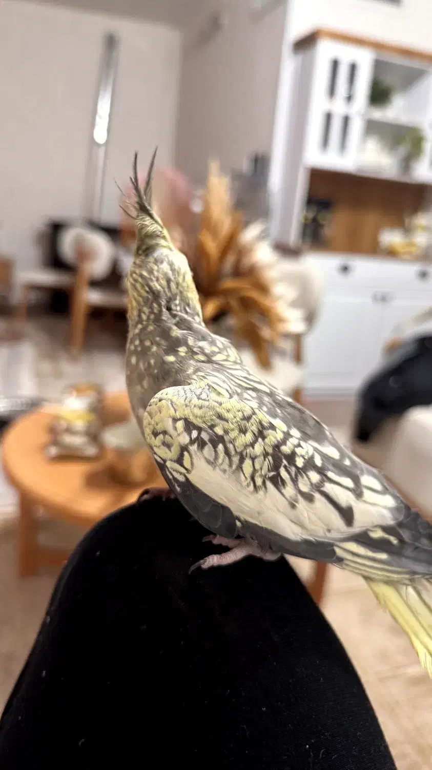 دو عدد عروس هلندی|پرنده|نجف‌آباد, امام خمینی|دیوار