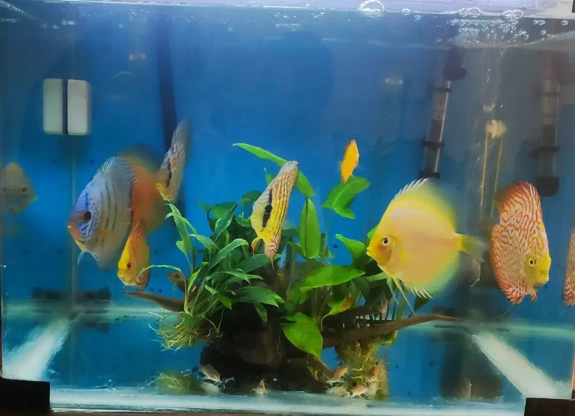 ماهی دیسکس و فیلتر سطلی سرا و آنابیاس|ماهی|تهران, پونک|دیوار