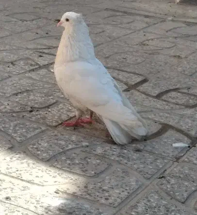 طوقی|پرنده|دره شهر, |دیوار