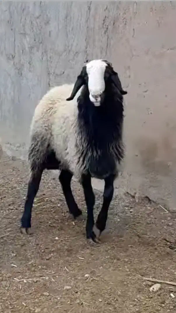 دامداری بزرگ سلحشور|حیوانات مزرعه|کرمان, |دیوار