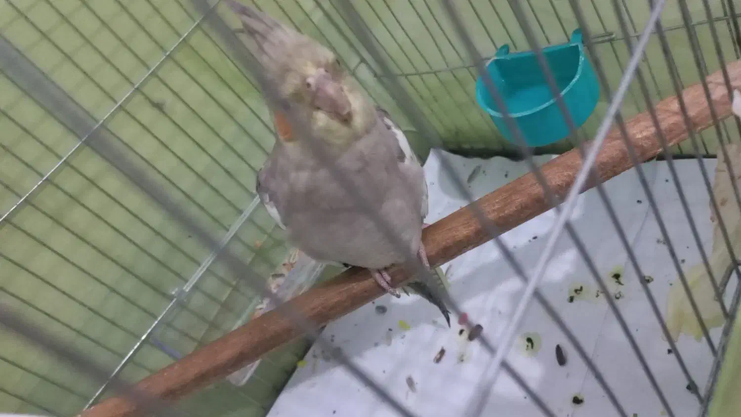 دوعدد  عروس هلندی  سالم ۳ ماه  فروشی|پرنده|هشتگرد, هشتگرد قدیم|دیوار