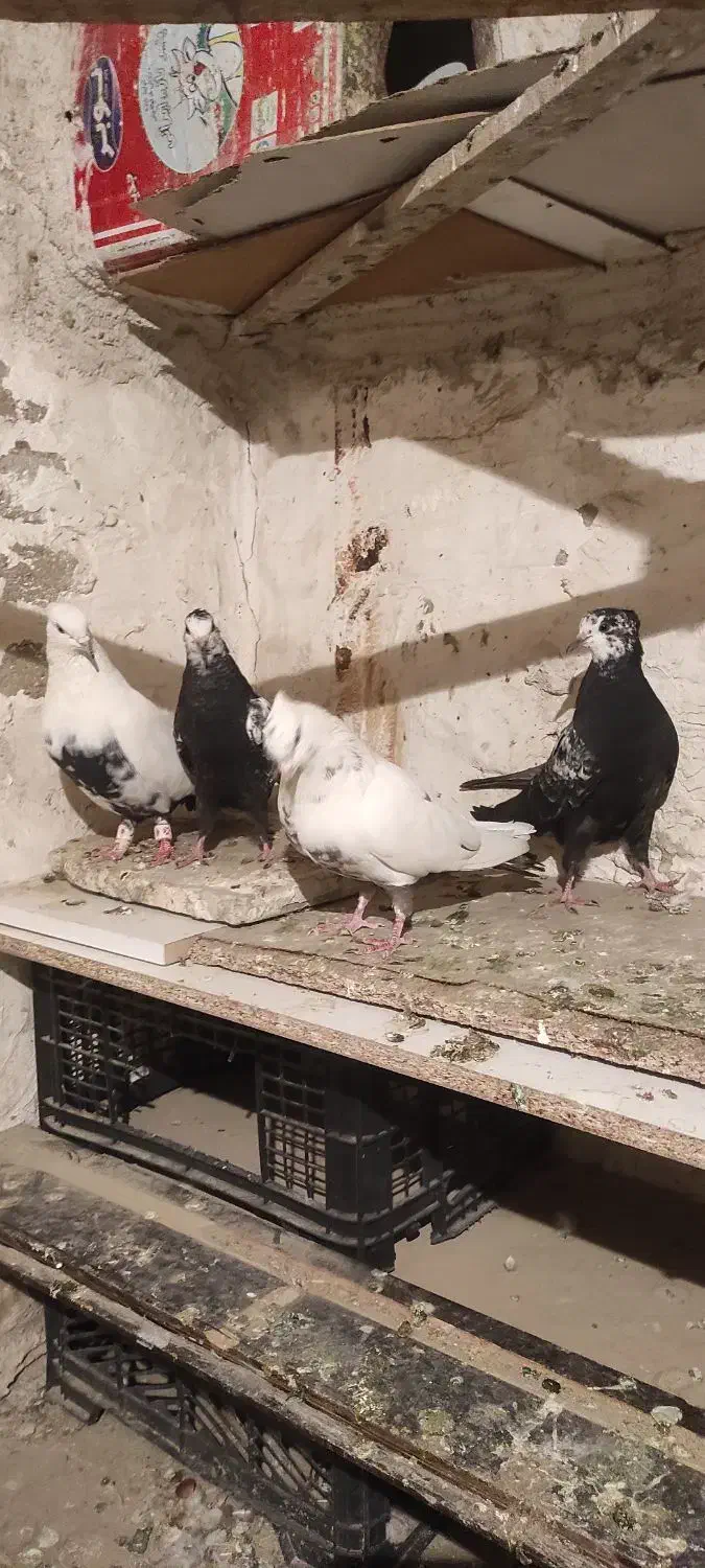 کبوتر قشنگ|پرنده|بروجرد, |دیوار