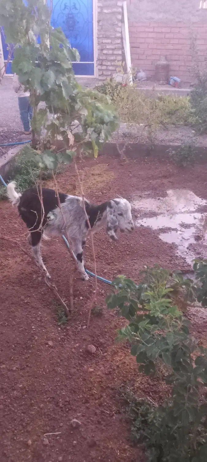 بزغاله پاکستانی|حیوانات مزرعه|سربیشه, |دیوار