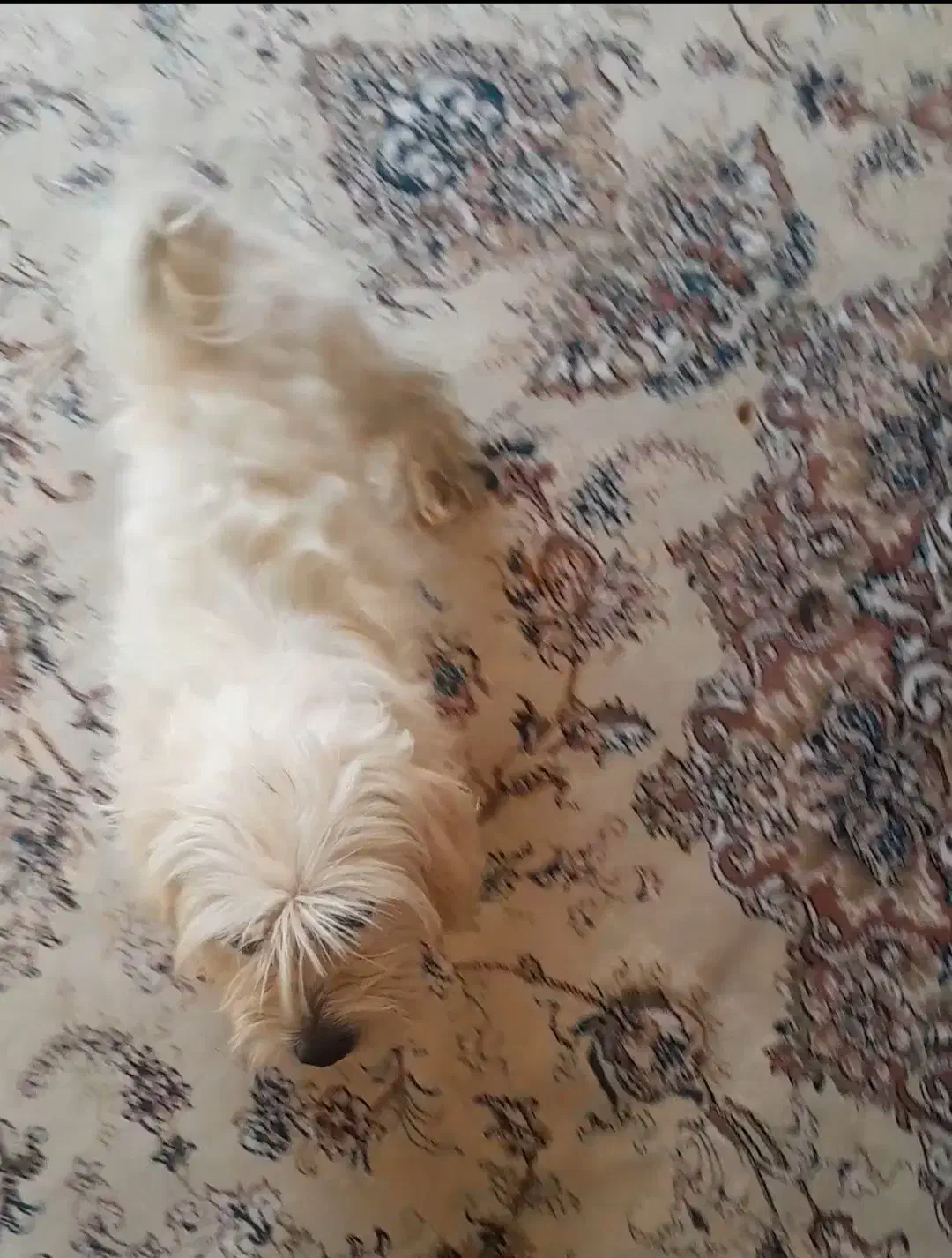 سگ پاکوتا|سگ|تبریز, |دیوار