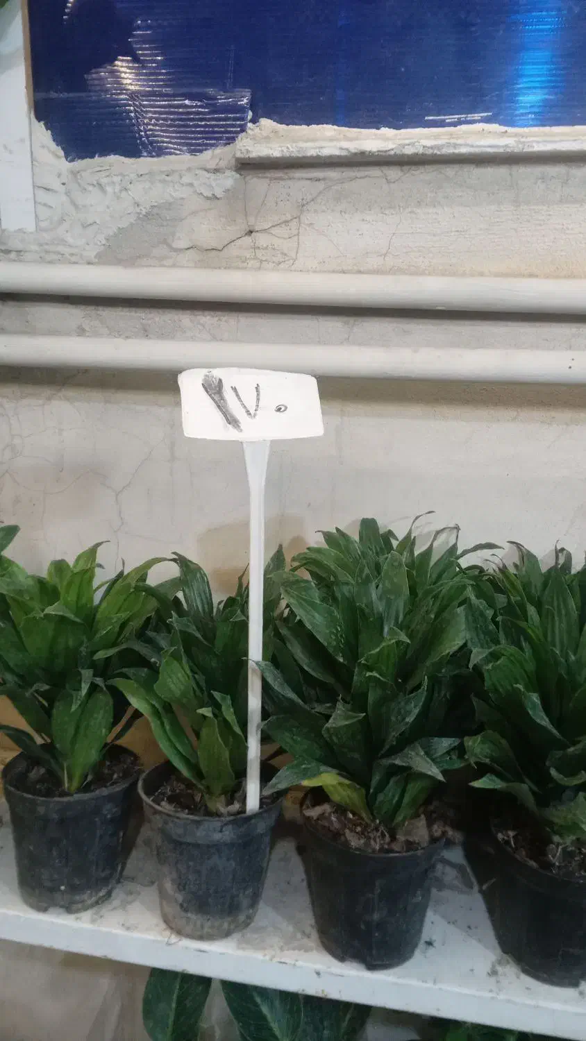 کاج مطبق بزرگ|گل و گیاه طبیعی|نیشابور, ناسیونال|دیوار