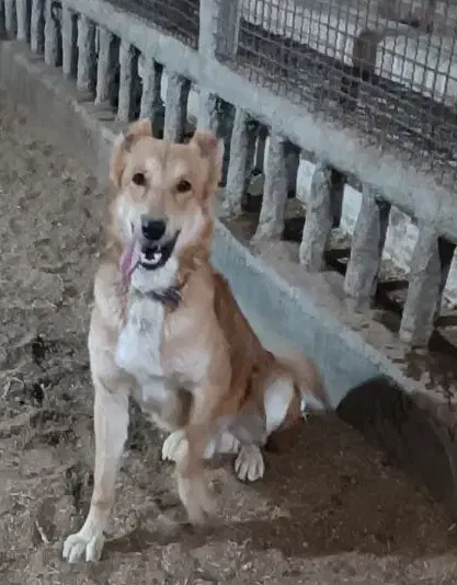 فروش بز سانن ومیش اسفریزین ومیش رومانف اسب وسگ|حیوانات مزرعه|اردکان, |دیوار