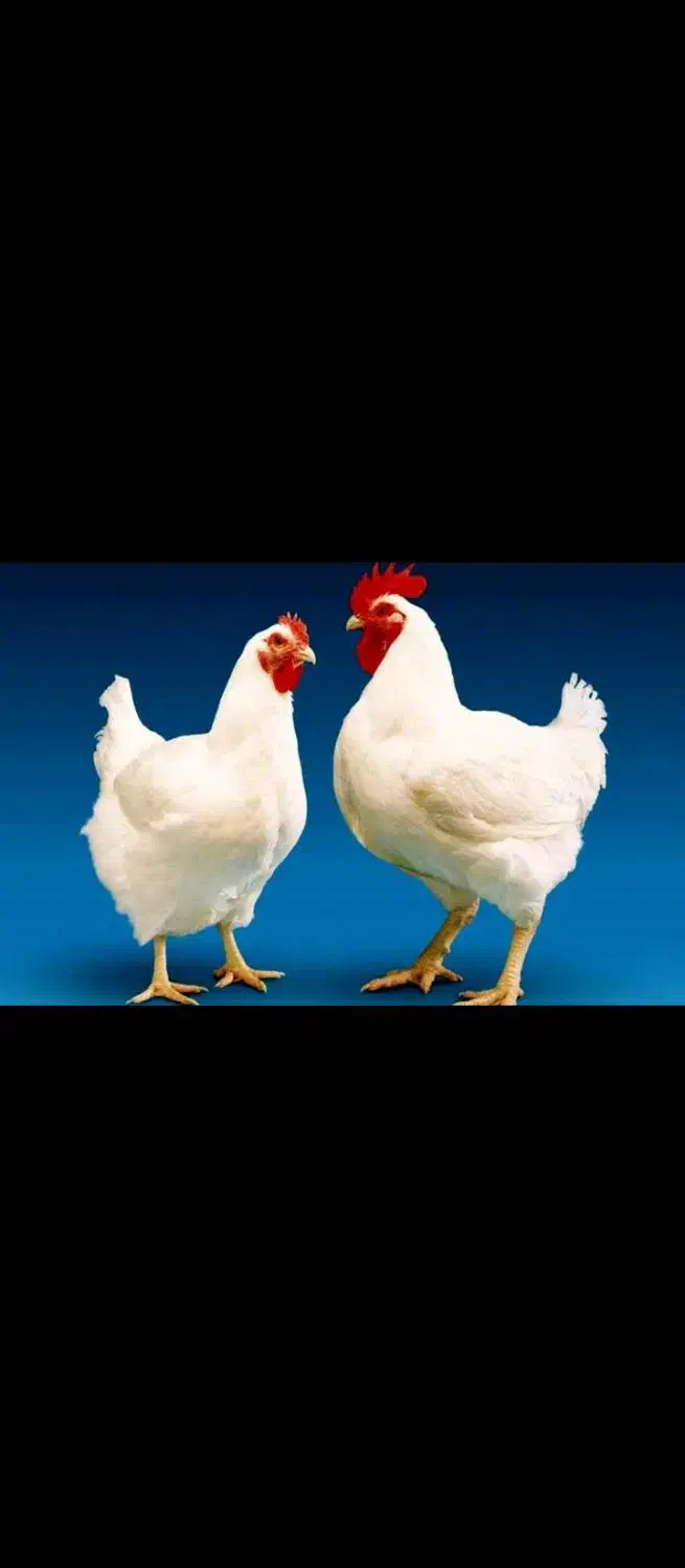 مرغ زنده یزد تازه|حیوانات مزرعه|شیراز, گلکوب|دیوار