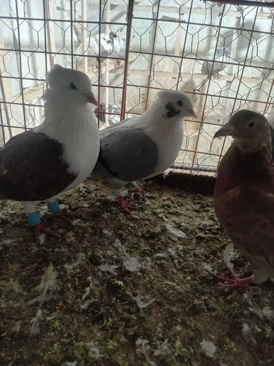 کوتر پرنده فروشی علی لنگری|پرنده|بجنورد, |دیوار