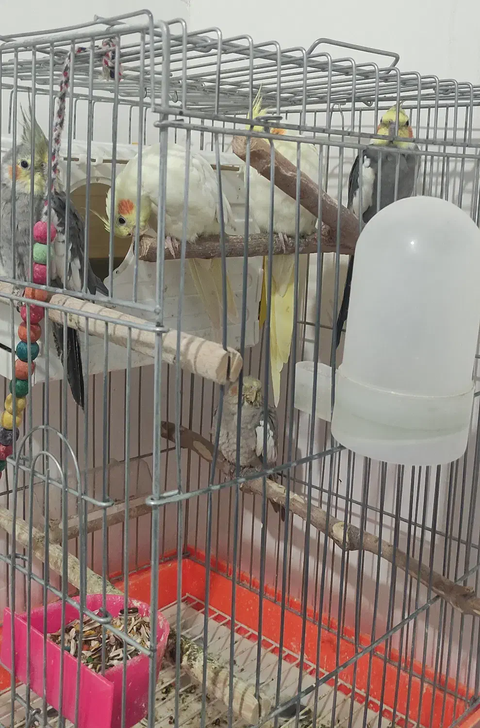 عروس هلندی|پرنده|گلبهار, شهر جدید گلبهار|دیوار