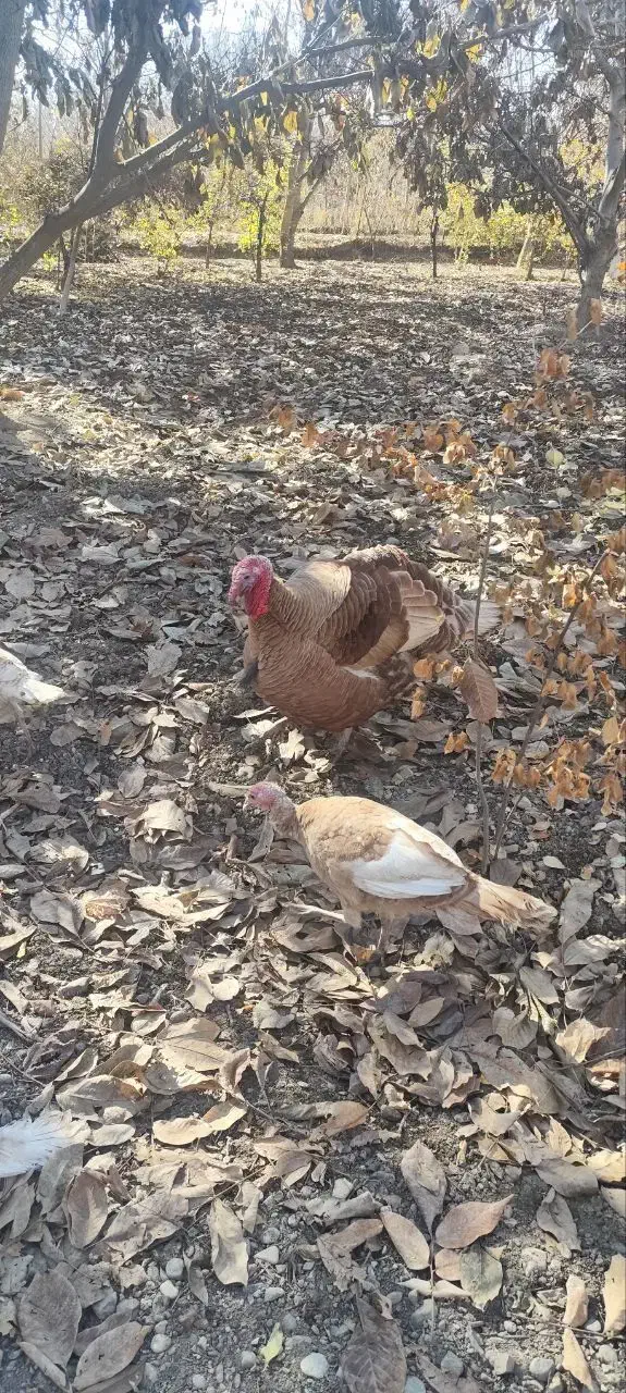 بوقلمون|حیوانات مزرعه|سنندج, |دیوار