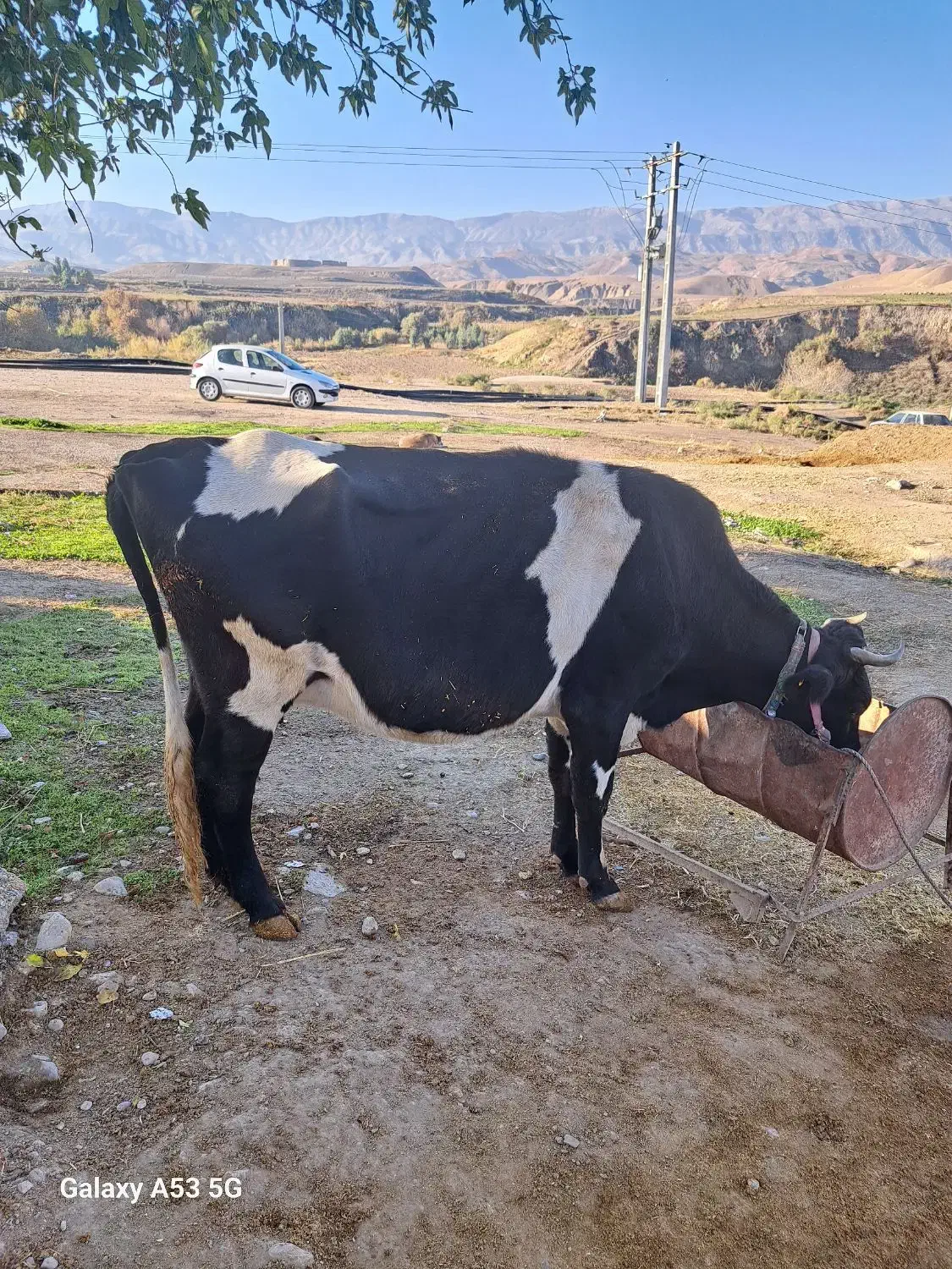 گاو و گوساله سمینتال|حیوانات مزرعه|دره شهر, |دیوار