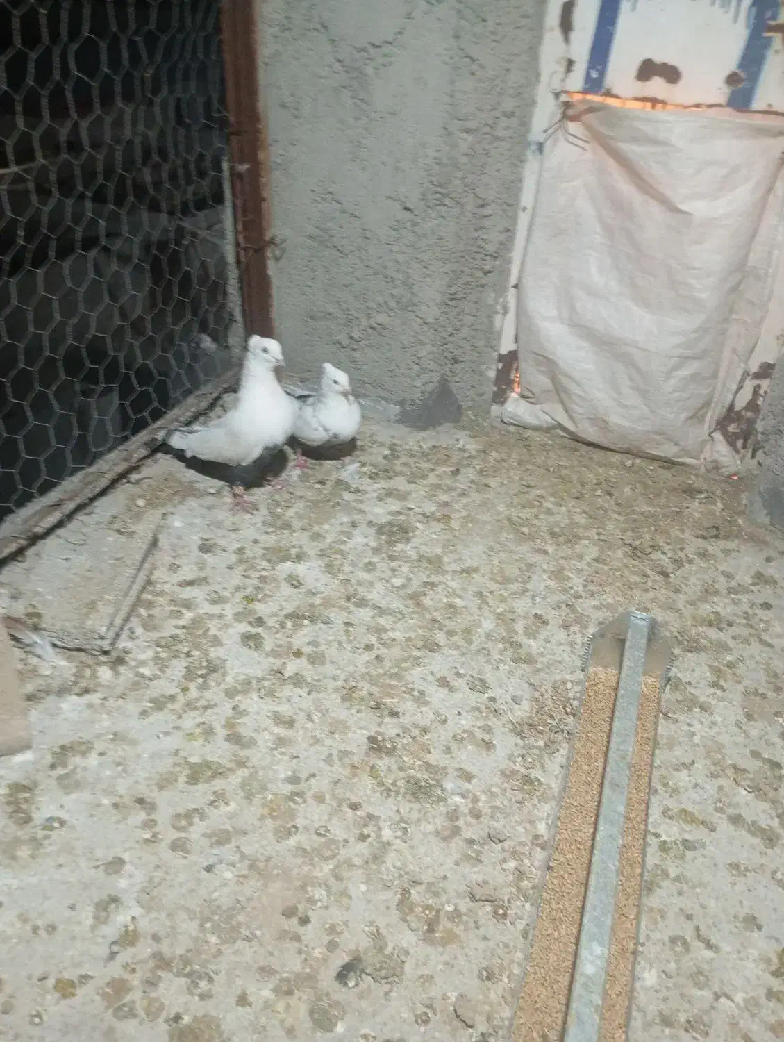 توافوی|حیوانات|مرودشت, فیروزی|دیوار