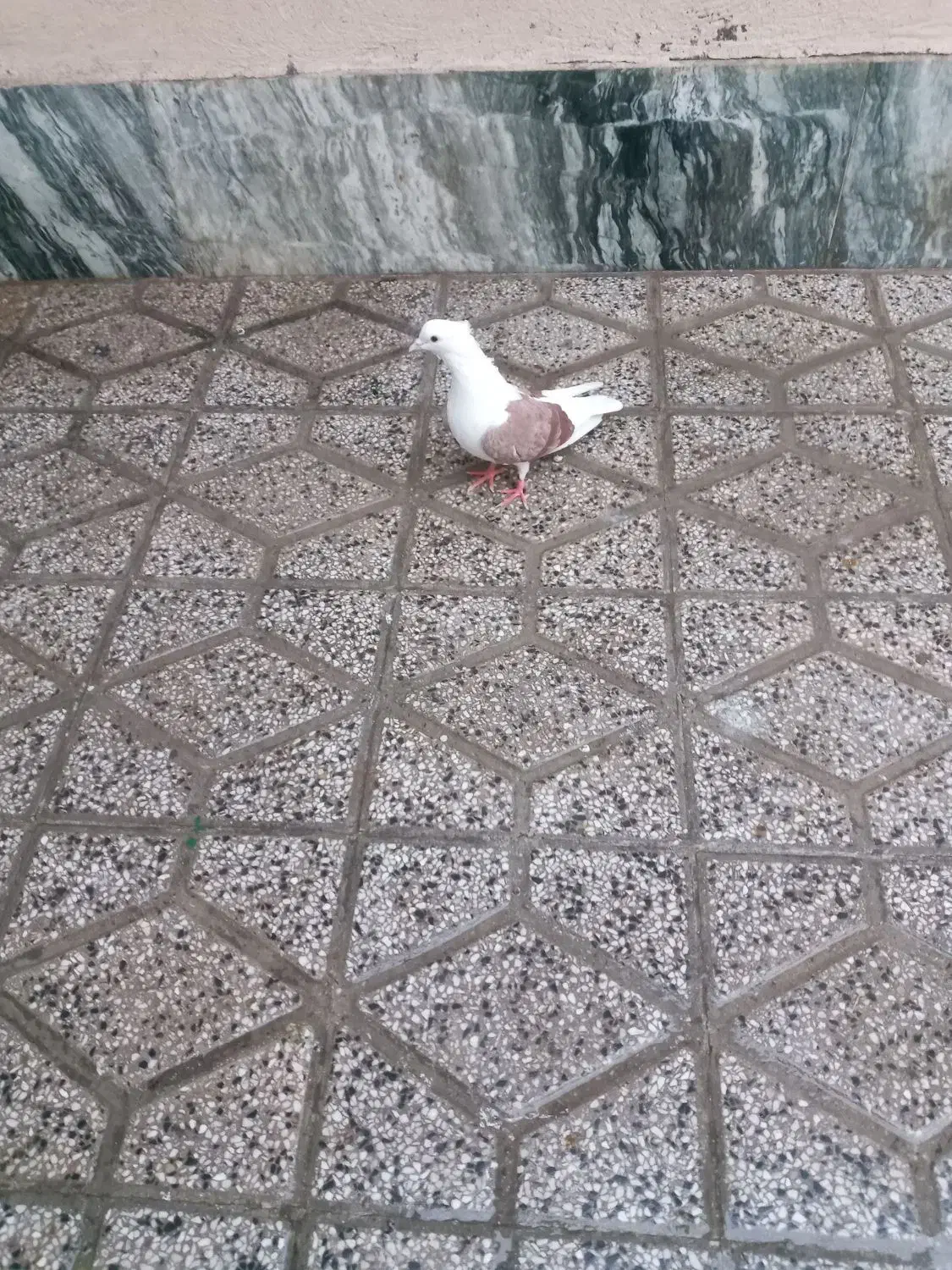 کشتری|پرنده|بروجرد, |دیوار