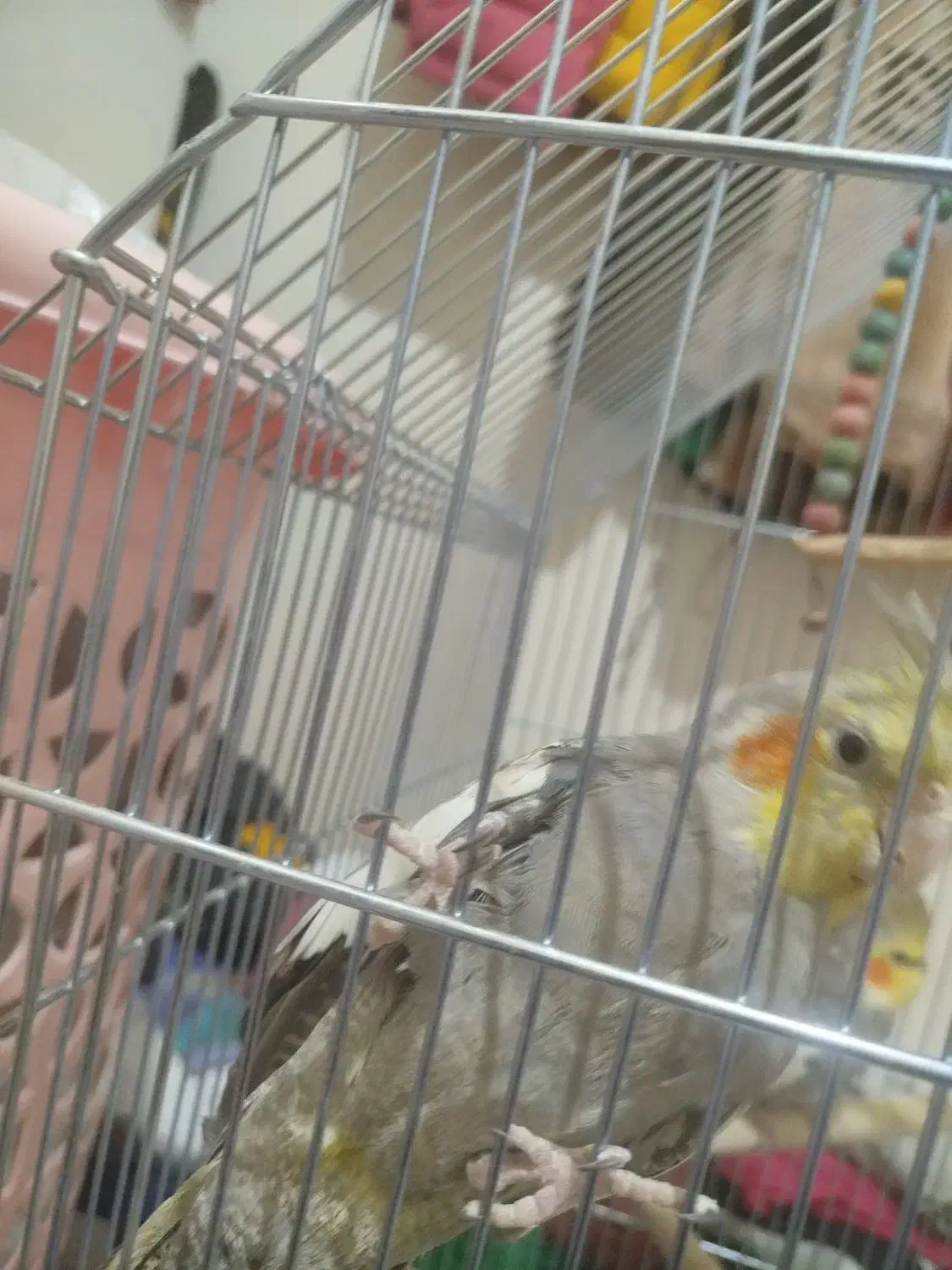 عروس هلندی|پرنده|شاهین‌شهر, فردوسی|دیوار