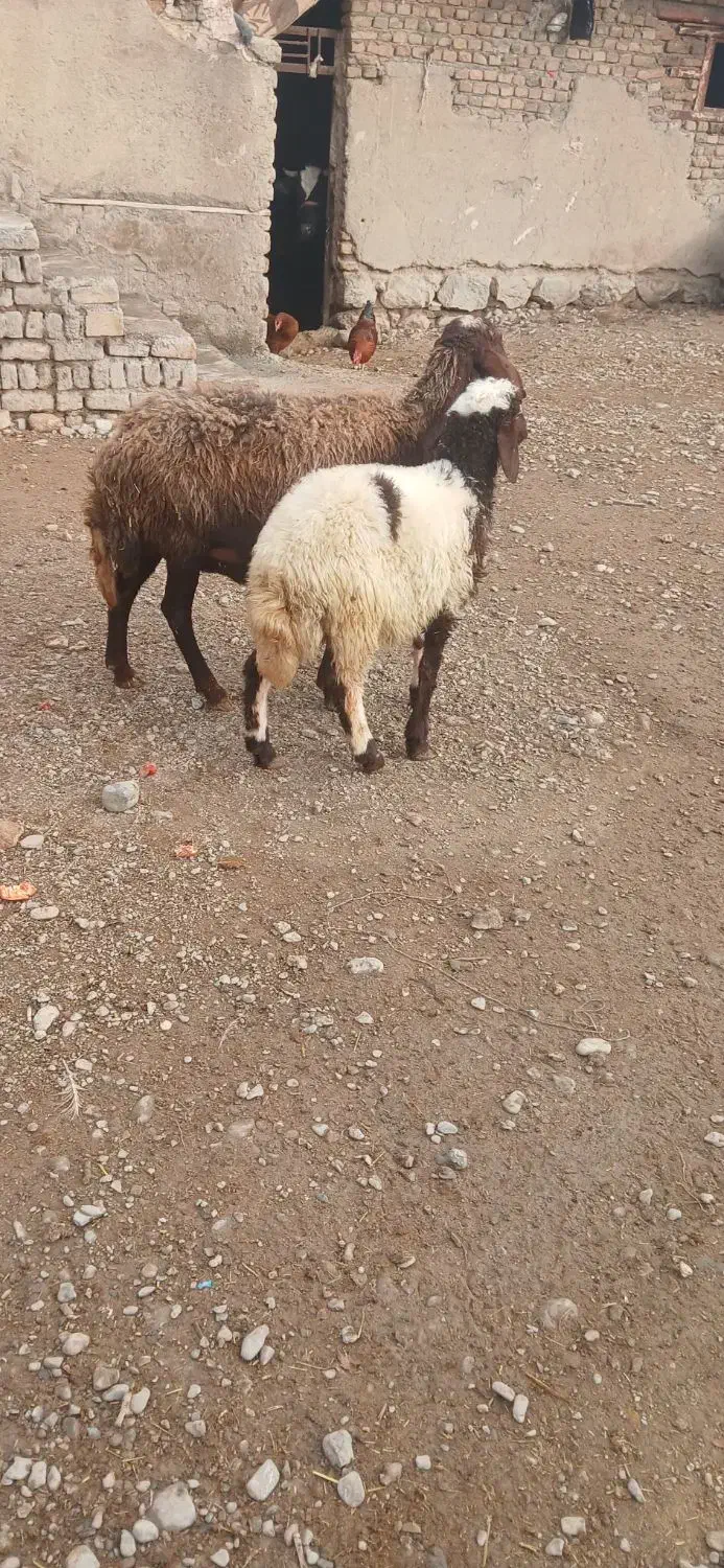 میش بره افشار جوان|حیوانات مزرعه|بروجرد, |دیوار