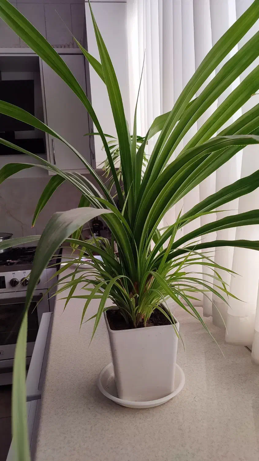 گل طبیعی|گل و گیاه طبیعی|کاشمر, |دیوار