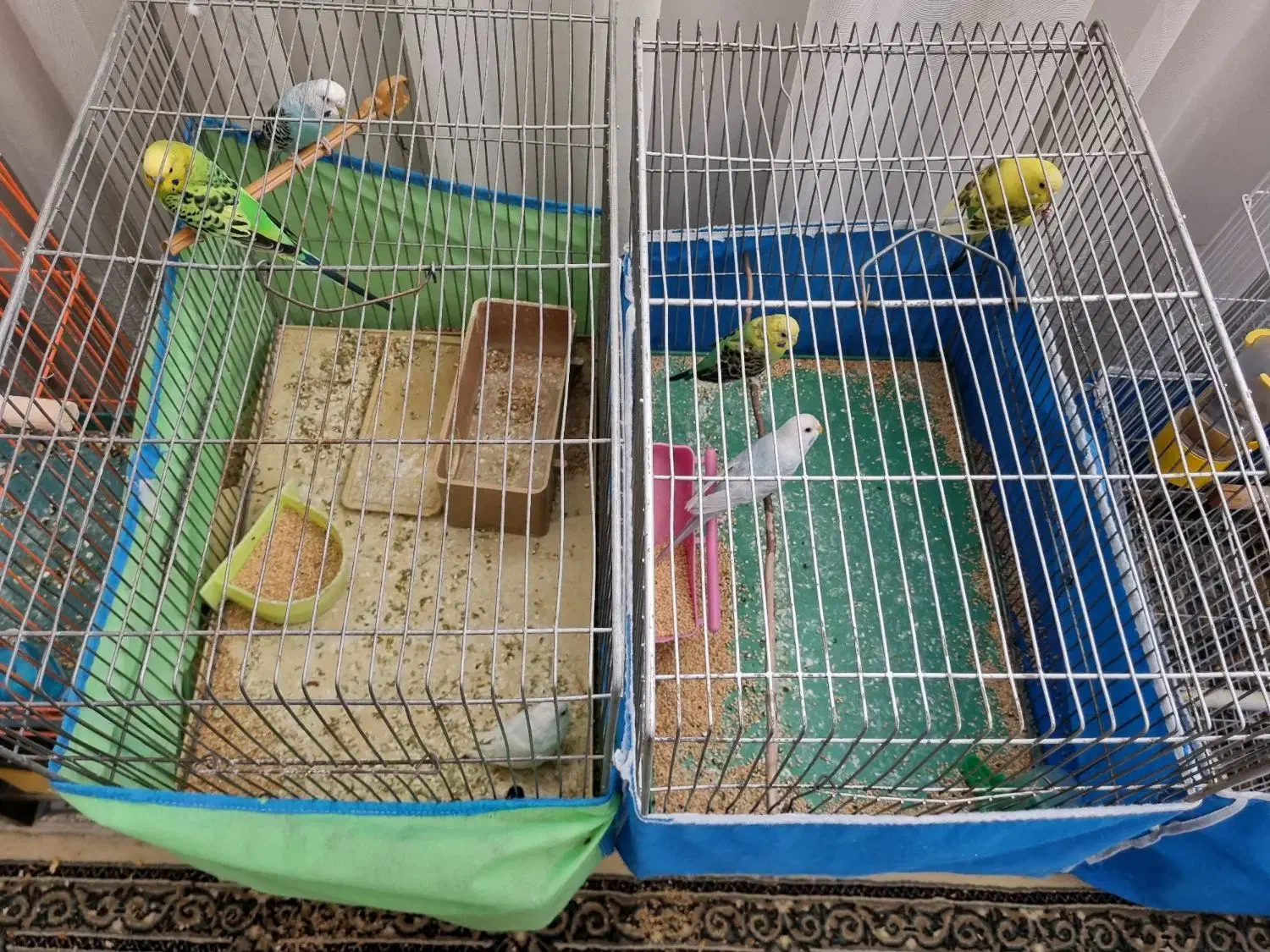 مرغ عشق|پرنده|اصفهان, پوریای ولی|دیوار