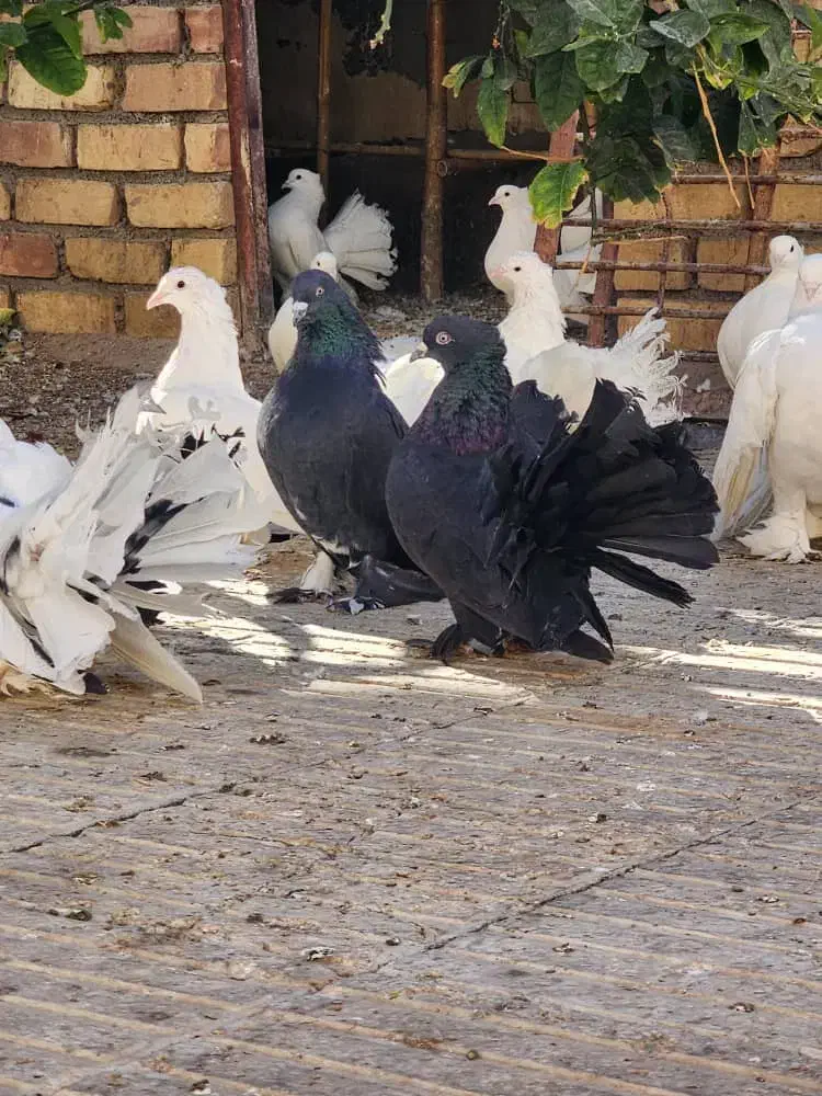 کفتر دم چتری،پاپر، کاکلی|پرنده|تهران, منیریه|دیوار