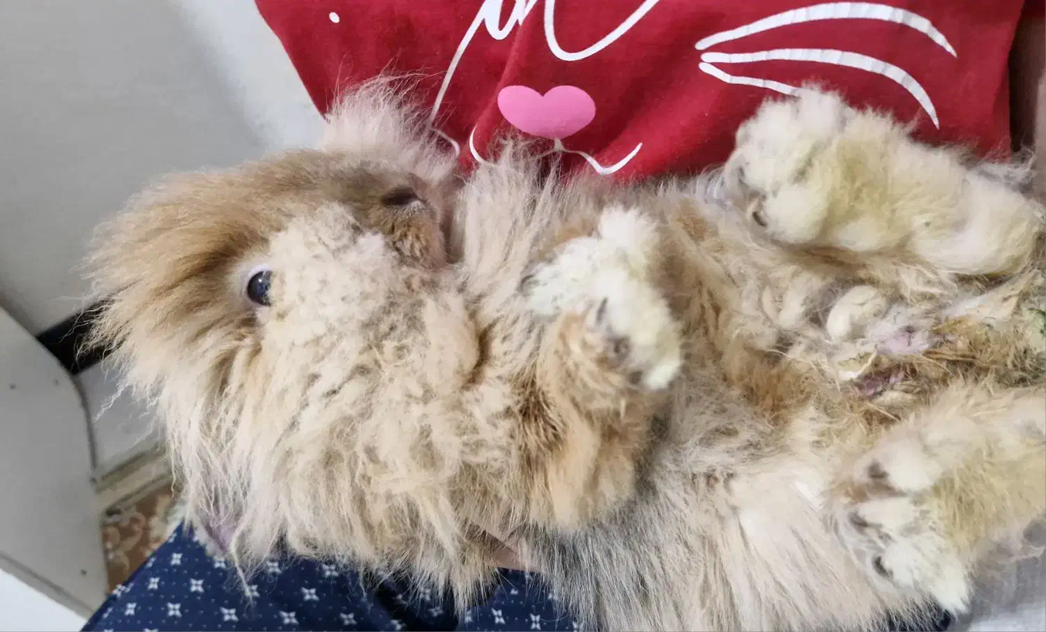 خرگوش لوپ۶ماهه|موش و خرگوش|تهران, جیحون|دیوار