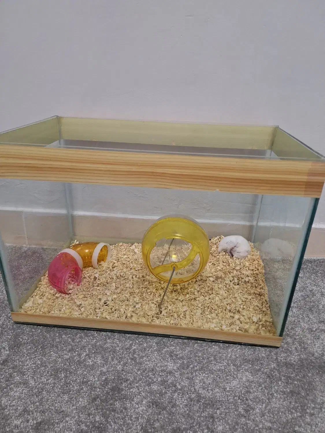 همستر|موش و خرگوش|الوند, |دیوار