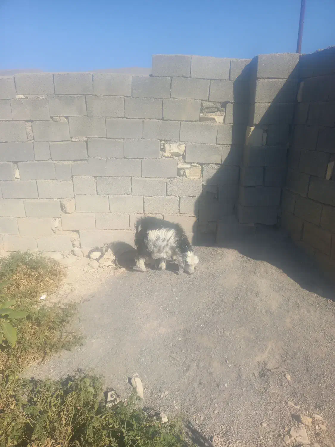 فروش ۱راس بزغاله نر|حیوانات مزرعه|ملکشاهی, |دیوار