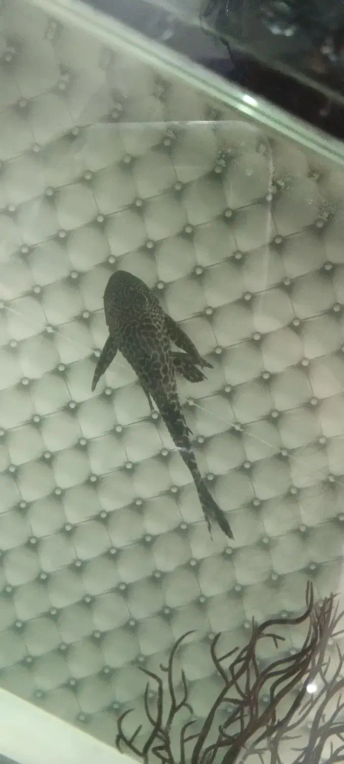 تعویض ماهی آکواریوم با گیاه|ماهی|فردیس, شهرک ۱۱۰|دیوار