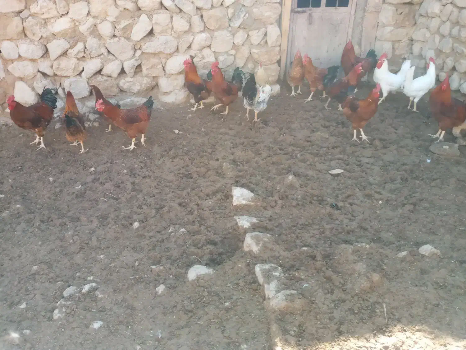 کله شیر ( خروس)|حیوانات مزرعه|ایوان, |دیوار