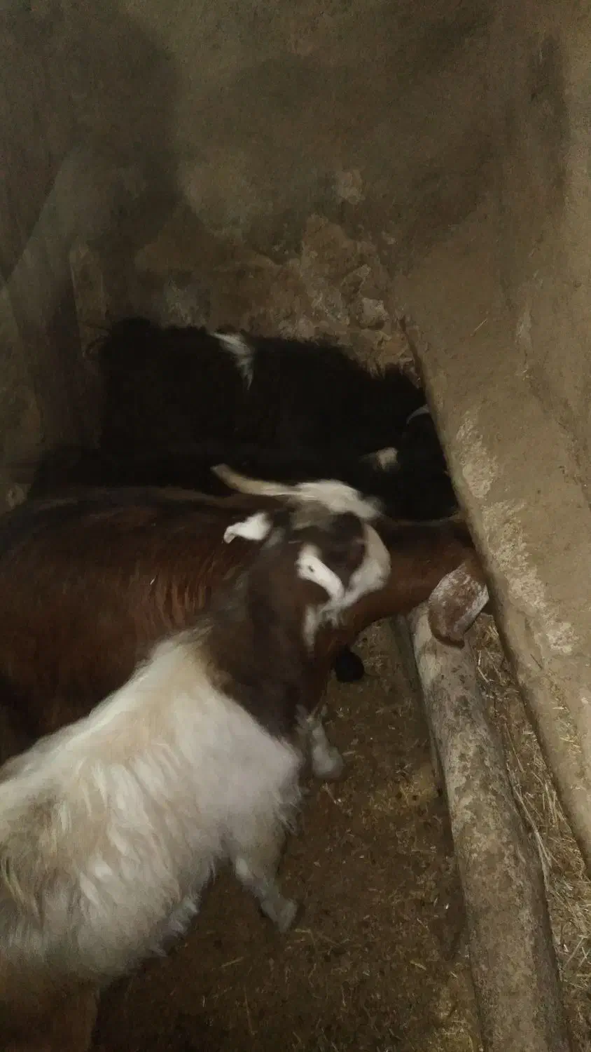 قیمت ۱۵ ملیون روستای هالان|حیوانات مزرعه|صحنه, |دیوار