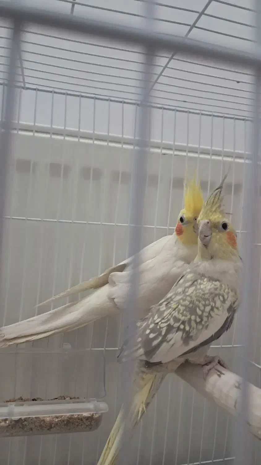 دوتا عروس هلندی|پرنده|مشهد, ابوذر|دیوار