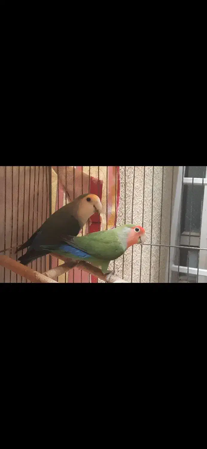 طوطی برزیلی|پرنده|آباده, |دیوار