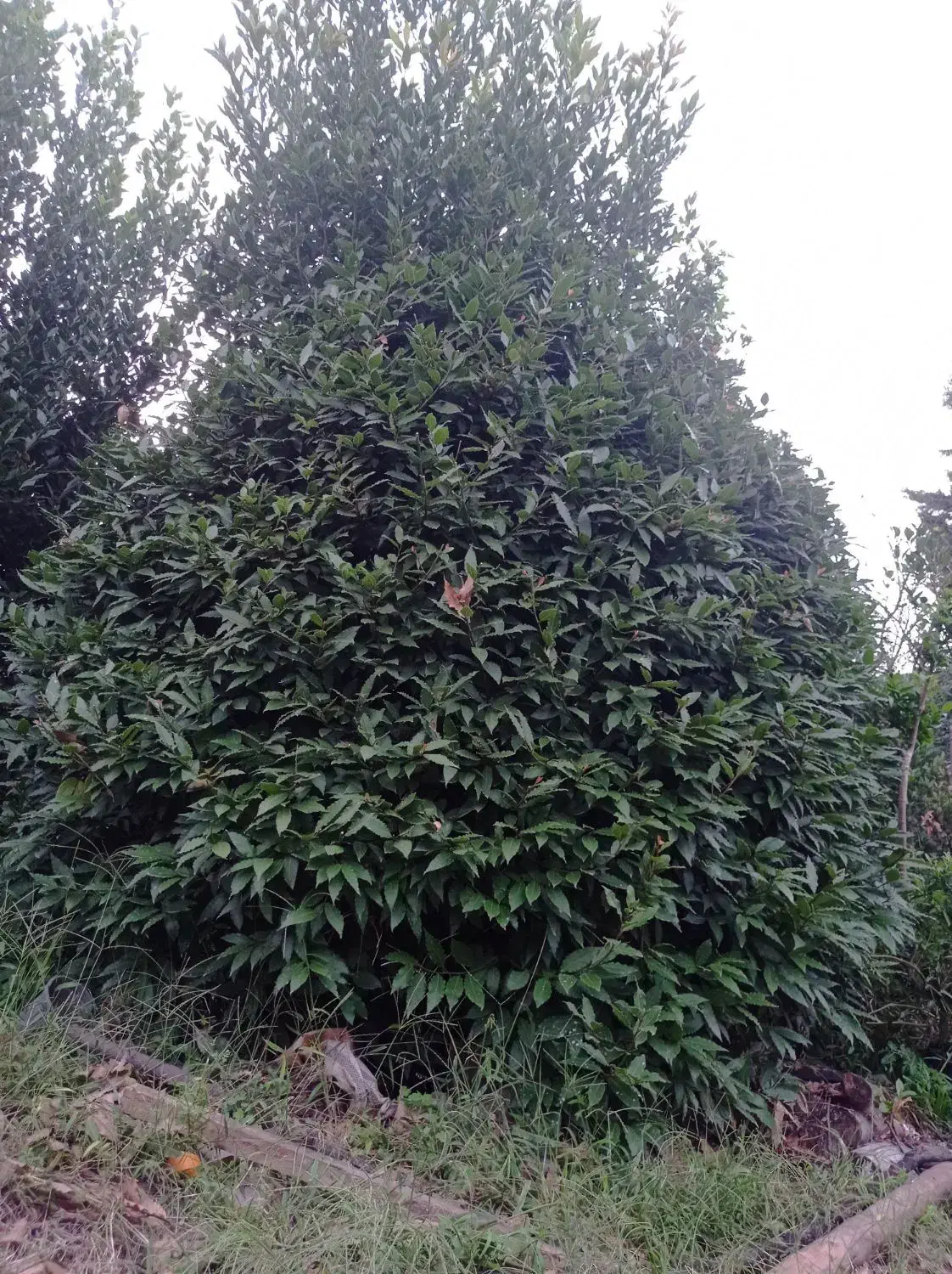 گل برگ بو|گل و گیاه طبیعی|چابکسر, |دیوار