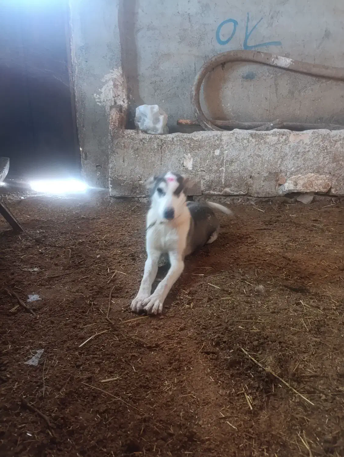 نیستم|سگ|قوچان, |دیوار