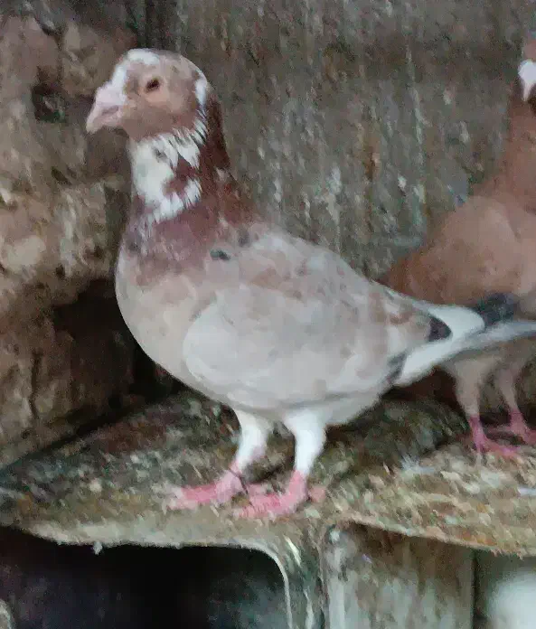 کبوتر پشت زاغ سار|پرنده|طبس, |دیوار