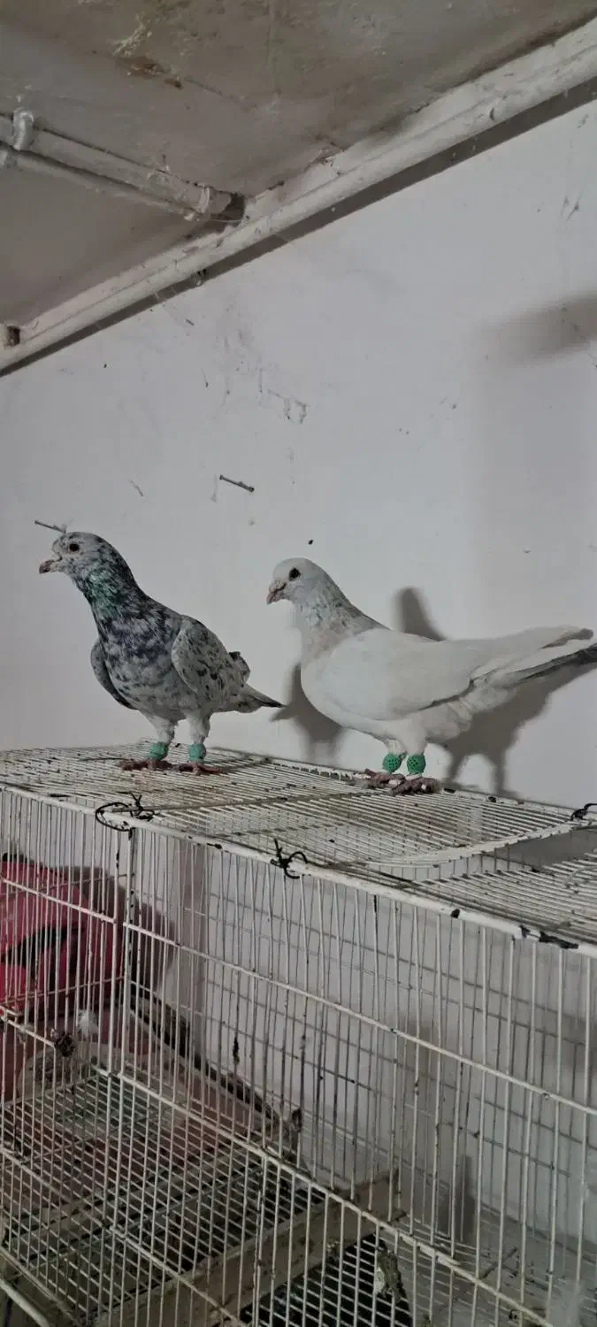 کفتر|پرنده|تربت جام, پاسداران|دیوار